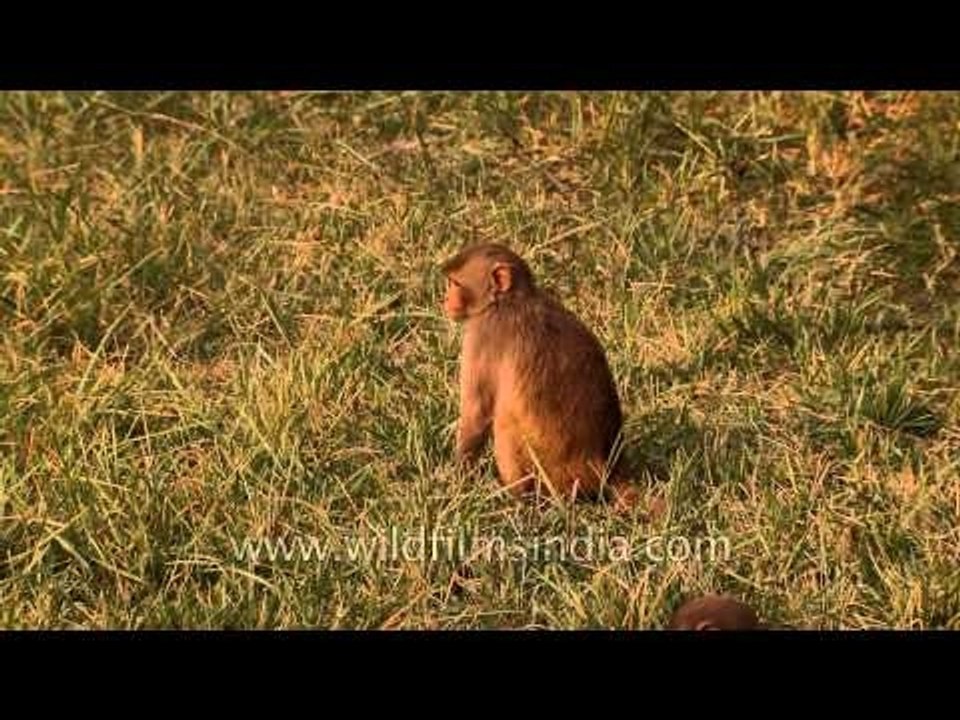 Rhesus macaque scratching his body at Sundarban