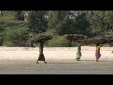 Village women collect firewood in the Sunderbans, at Frasergunj
