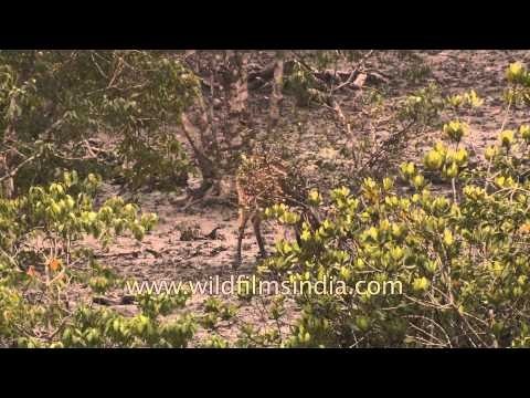 Chital Deer grazing in a mangrove