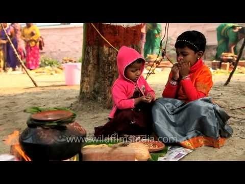 Siblings fighting for jaggery during Pongal making competition
