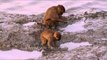 Rhesus Macaques eating molluscs and crabs : rare behaviour