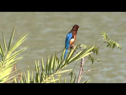 White-throated Kingfisher (Halcyon smyrnensis)