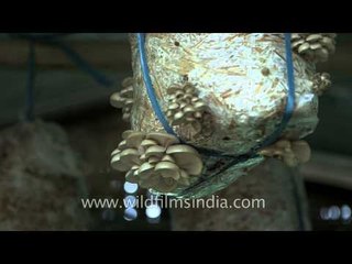 Oyster mushroom stall in Kisama village