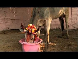 Mattu Pongal, the day of Pongal for cows