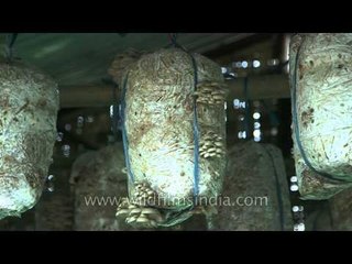 Sale! fresh oyster mushroom growing on straw