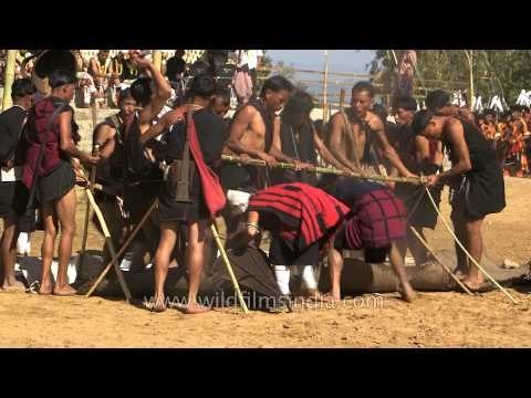 Yimchunger folks busy harvesting, Nagaland