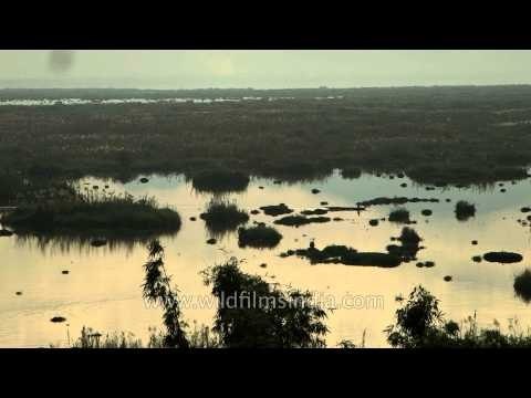Loktak Lake and its several islands of floating phumdis in Manipur