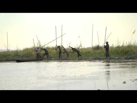 Canoes being used for fishing and navigation purposes in Loktak lake, Manipur