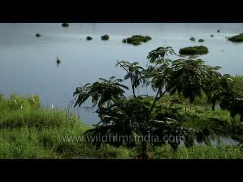 Loktak Lake, the largest lake in North-Eastern India