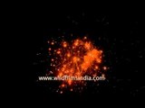 Fire works at Sangai Fest - 2013