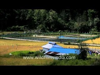 Serene landscape of Ziro, Arunachal