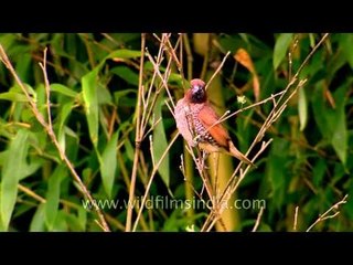 Beautiful Spotted Munia and bush chat in Arunachal Pradesh