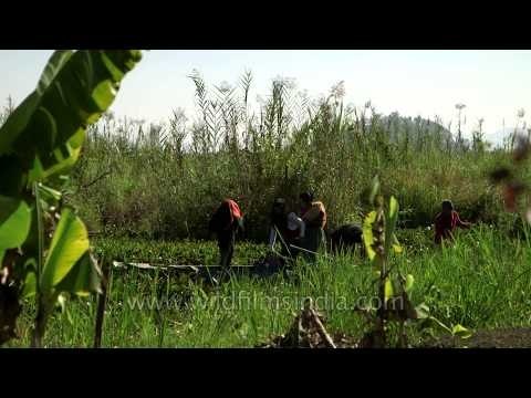 Rowing through the phumdis in Loktak Lake