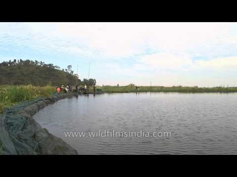 Catchment area in the Loktak lake arrtificially enclosed with phumdis