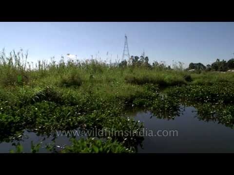 Phumdis in the Loktak Lake