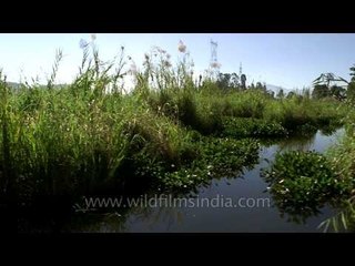 Aquatic weeds in the Loktak lake which on decomposition form phumdis