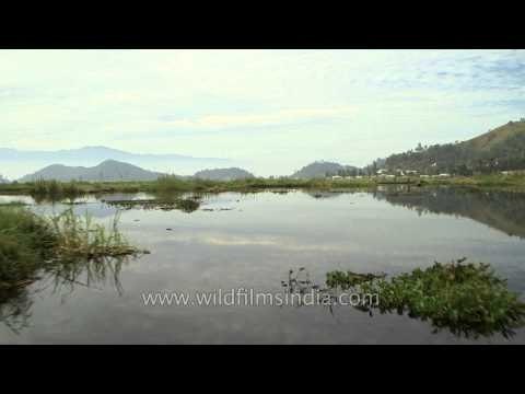 Phumdis floating on the Loktak Lake