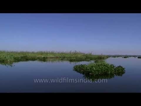 The blue waters of Loktak Lake, the largest freshwater lake of India