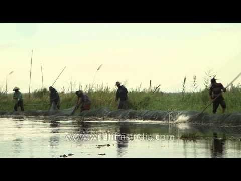 Local men spreading a nylon fishing net at Loktak Lake in Manipur