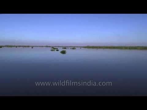 Green phumdis or floating islands of Loktak Lake, Manipur