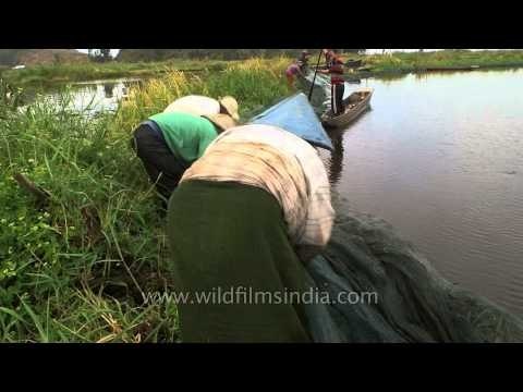 Local men fishing at Loktak lake in Manipur