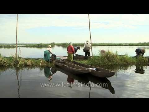 Locals of Loktak lake fishing at a phumdi in the lake