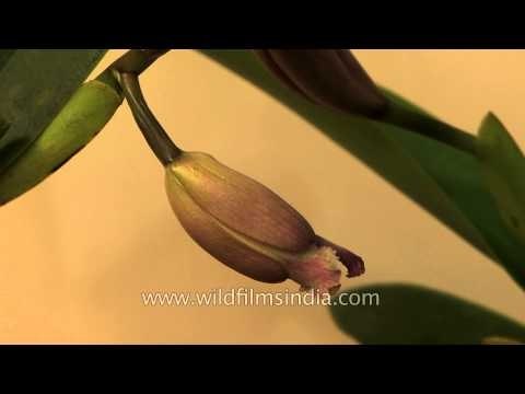 Orchids on display at the Sangai Festival 2013