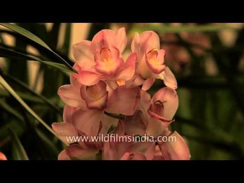 Wonderful and amazing orchids: Sangai Fest 2013
