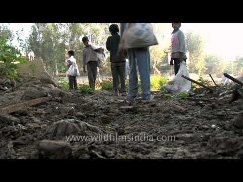 Down in the trash: Child rag pickers in Delhi