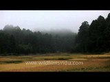 Ripe paddy fields and misty grove of dense trees of Ziro, Arunachal