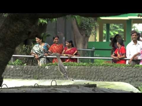 Alipore Zoological Garden: wide variety of birds and animals