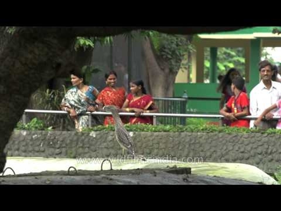 Alipore Zoological Garden: wide variety of birds and animals