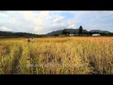 In the ripe paddy fields of Ziro, Arunachal