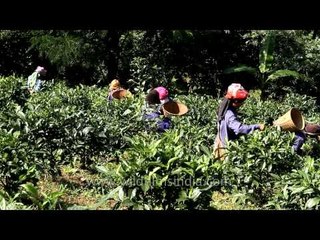 See the wives of Ziona Chana plucking tea leaves