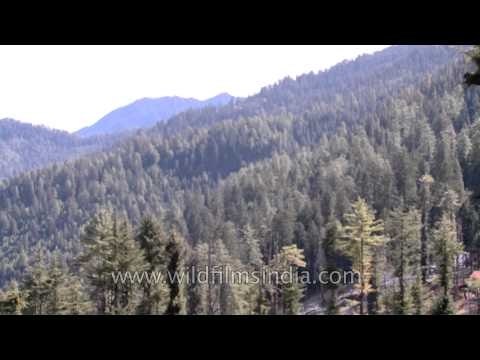 Lush green Himachal Pradesh as seen from Giri Ganga