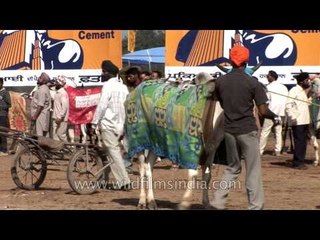 Download Video: Kila Raipur Sports Festival, Rural Olympics: Bullock Cart Race