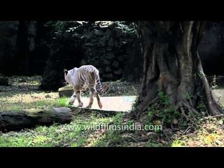 Graceful walk: White tiger