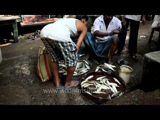 Selecting the right fish: Kolkata Durga puja