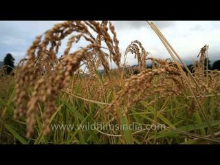 Paddy grains: Perfect to be taken away for consumption