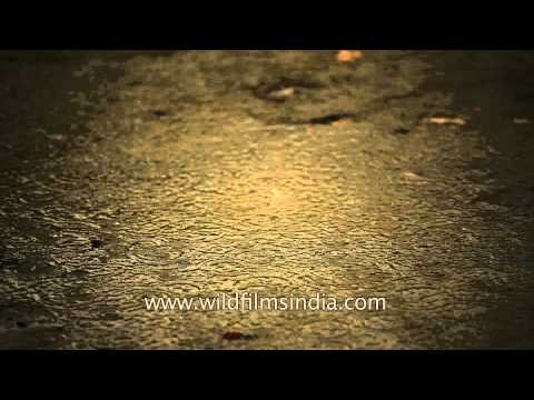 Rain in Kolkata during Durga puja