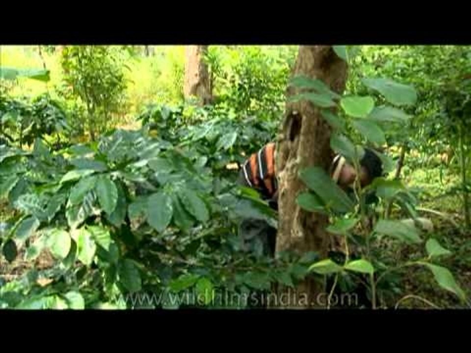 Tribal man from India collecting sweet potato for dinner
