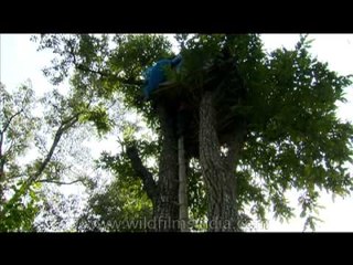 Can you imagine living over 40 feet up on the trees?