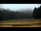 Mist covered paddy fields and Blue Pine forests: Ziro mornings