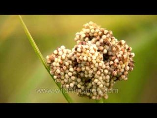Grass flowers of Ziro Valley