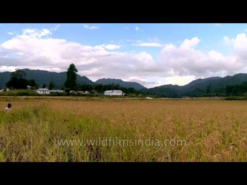 Progressive women of the progressive Apatani society