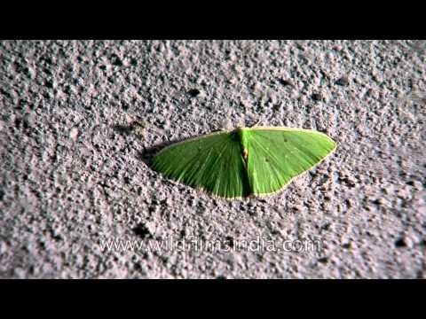 A swarm of moths at night: Ziro moths