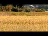 Paddy of the fertile Ziro plains: Up close