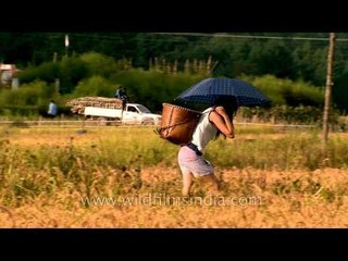 Taking the yield home: Harvesting season in Ziro