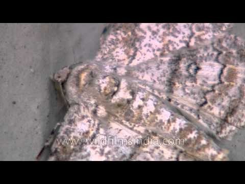 Moths never seen: Ziro moths- Up close