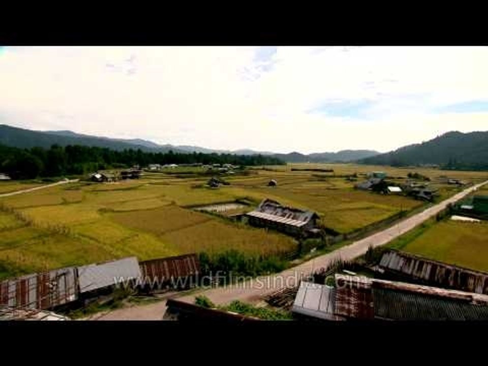 Paddy fields in Hari Village: View from the top